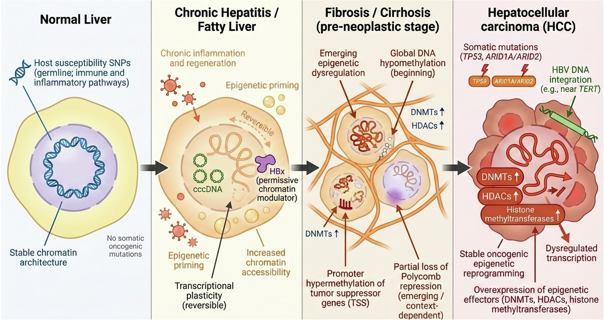Hepatitis B virus–induced hepatocellular carcinoma: HBx-associated 