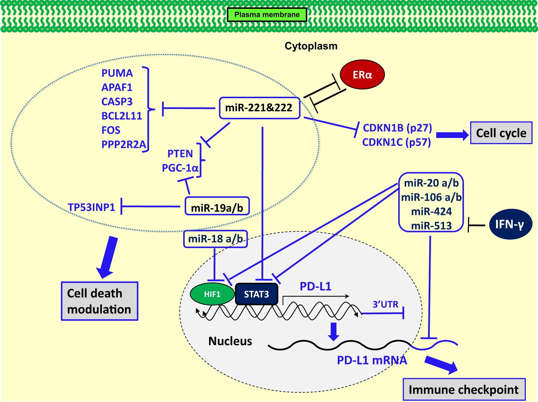 Sex disparity in cancer: roles of microRNAs and related functional players  | Cell Death & Differentiation