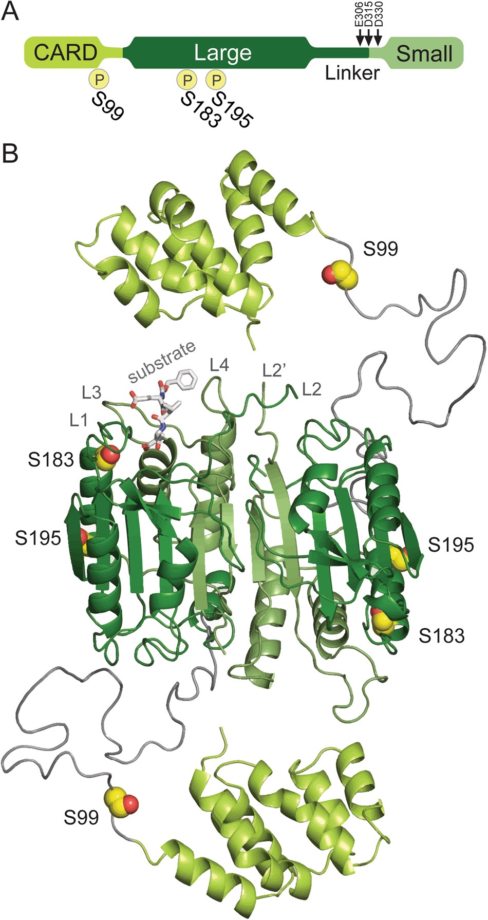 Phosphorylation by protein kinase A disassembles the caspase-9 core | Cell  Death & Differentiation