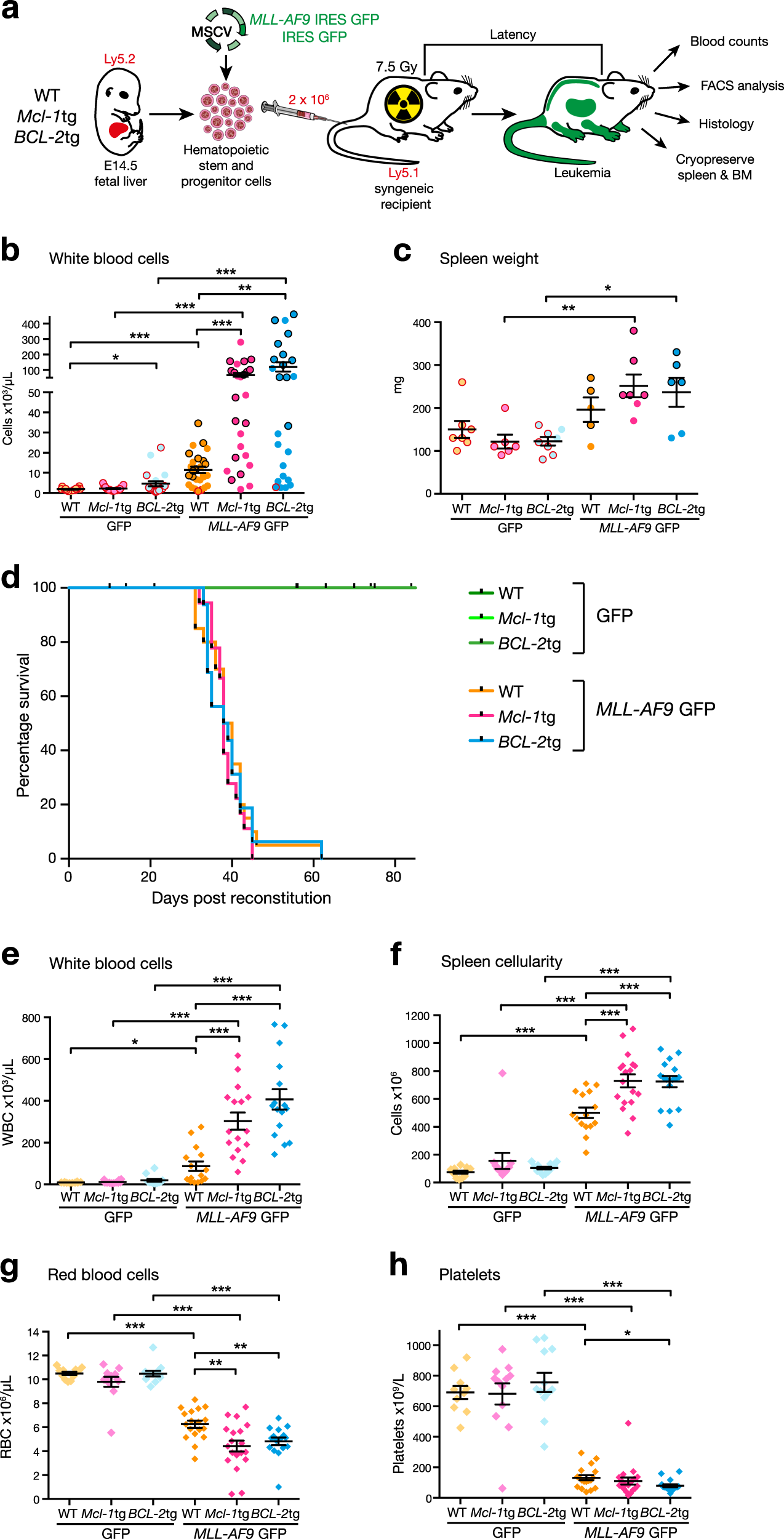 Impact Of Elevated Anti Apoptotic Mcl 1 And Bcl 2 On The Development Impact Of Elevated Anti Apoptotic Mcl 1 And Bcl 2 On The Development Treatment Mll Af9 Aml In Mice Cell Diffeiation
