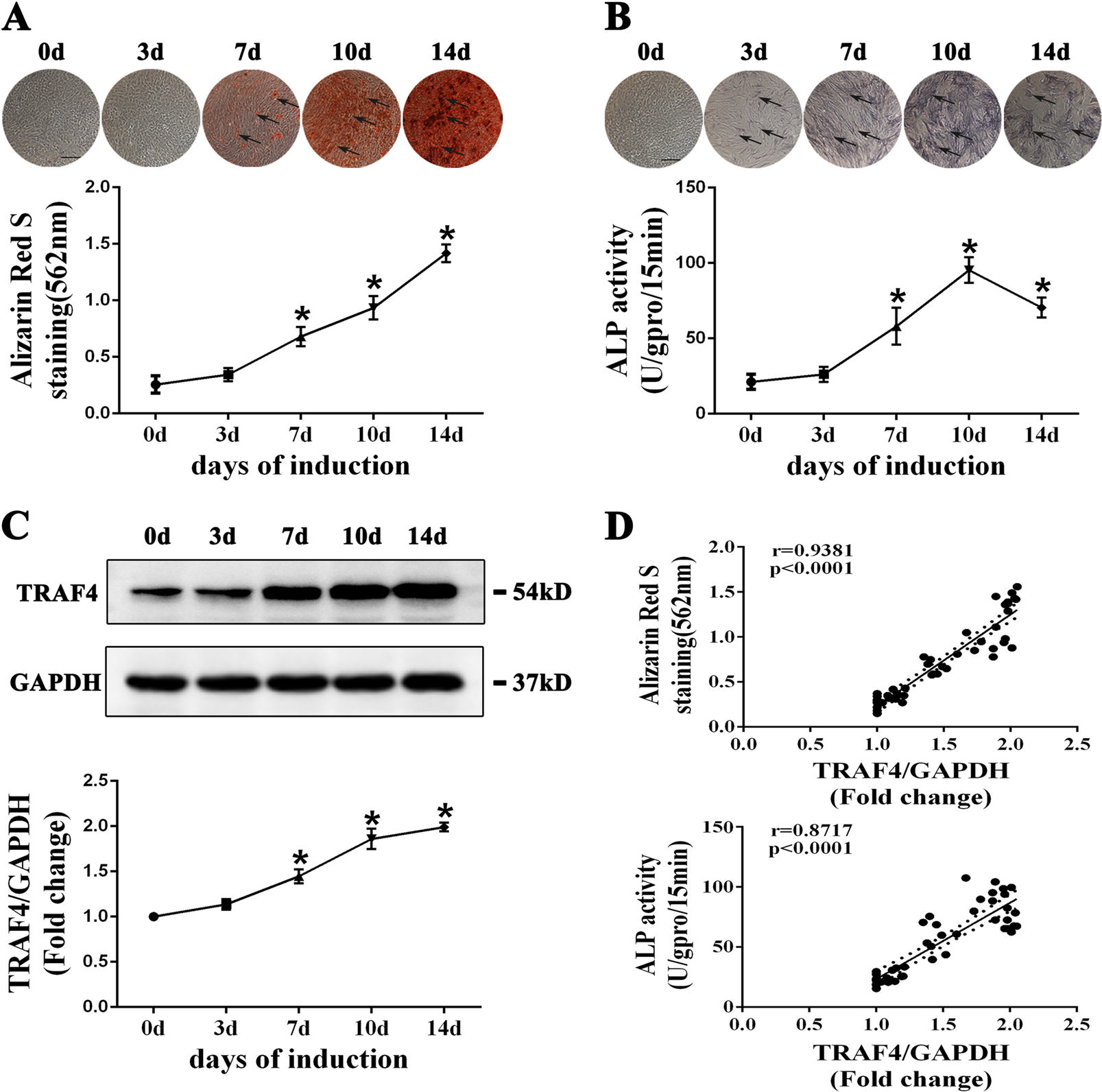 tween ls naked TRAF4 positively regulates the osteogenic differentiation of mesenchymal  stem cells by acting as an E3 ubiquitin ligase to degrade Smurf2 | Cell  Death & Differentiation
