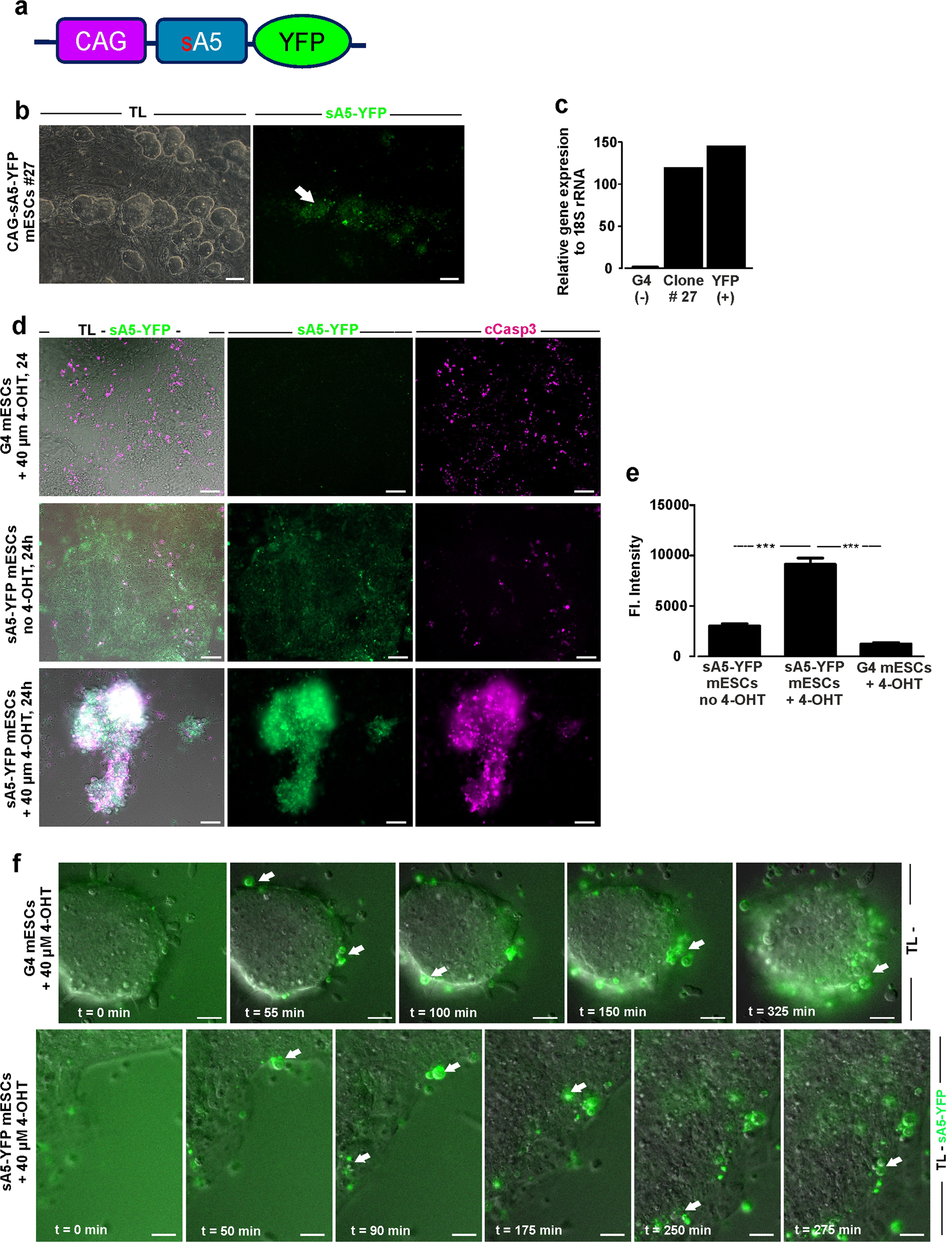 ... detection death of during vivo In mouse programmed cell