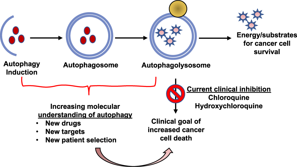 Autophagy In Cancer Moving From Understanding Mechanism To