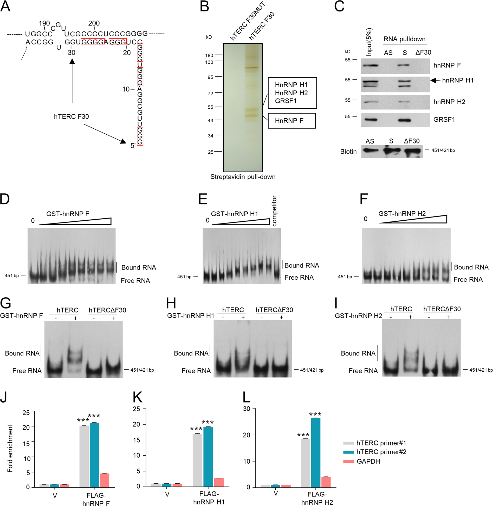 Fig. 1: HnRNP F/H bind to 5′-region of hTERC in vitro and in vivo.