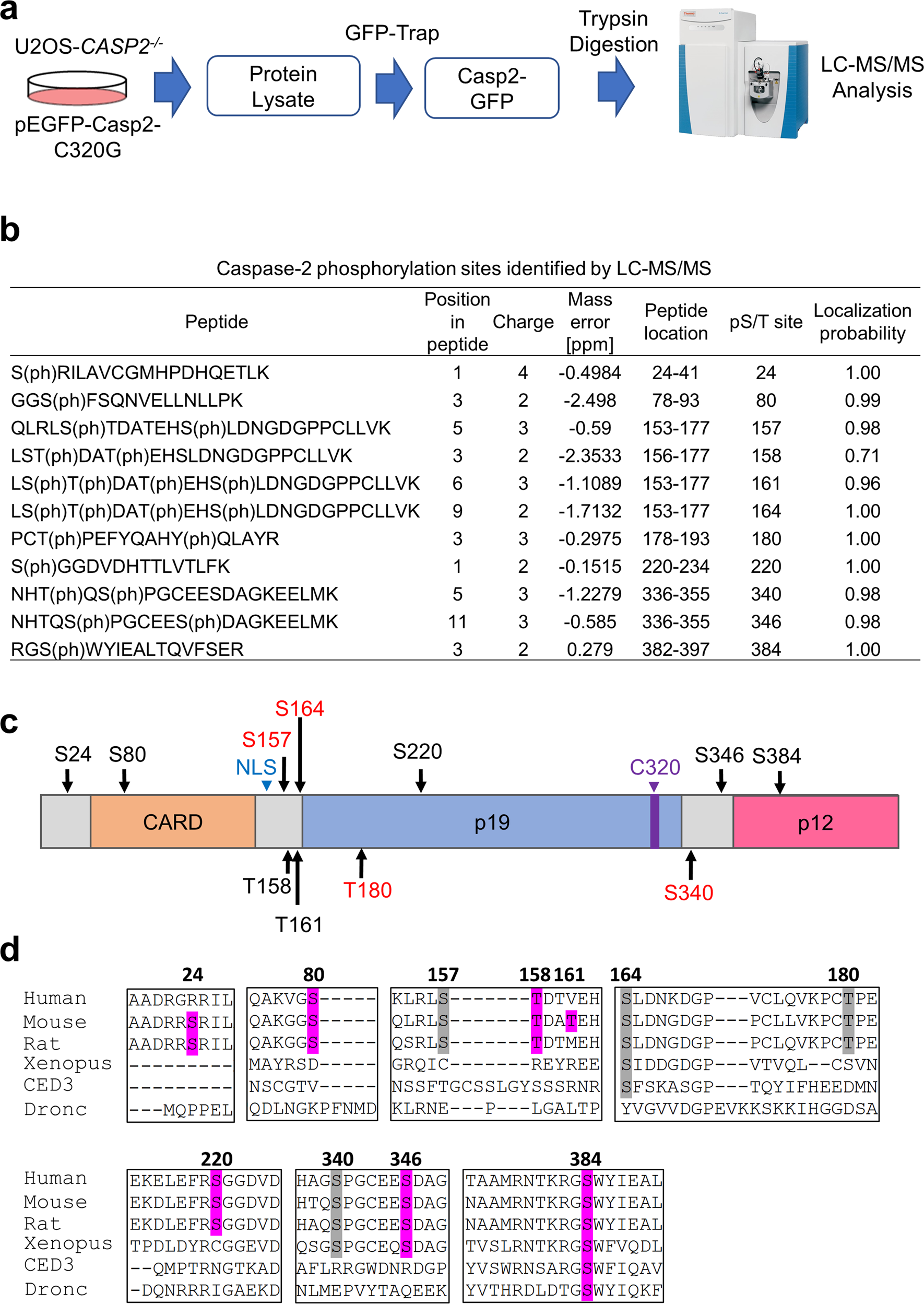 Fig. 1: Proteomic analysis identified six new phosphorylation sites in caspase-2.