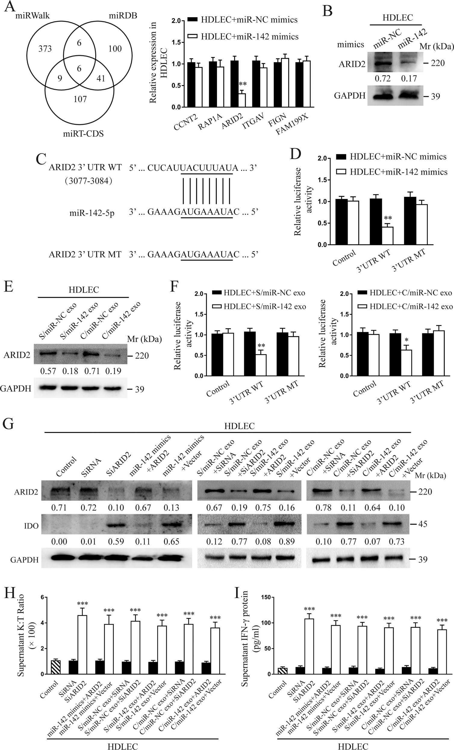 Fig. 4: CSCC-secreted exosomal miR-142-5p directly targets ARID2 in HDLECs.