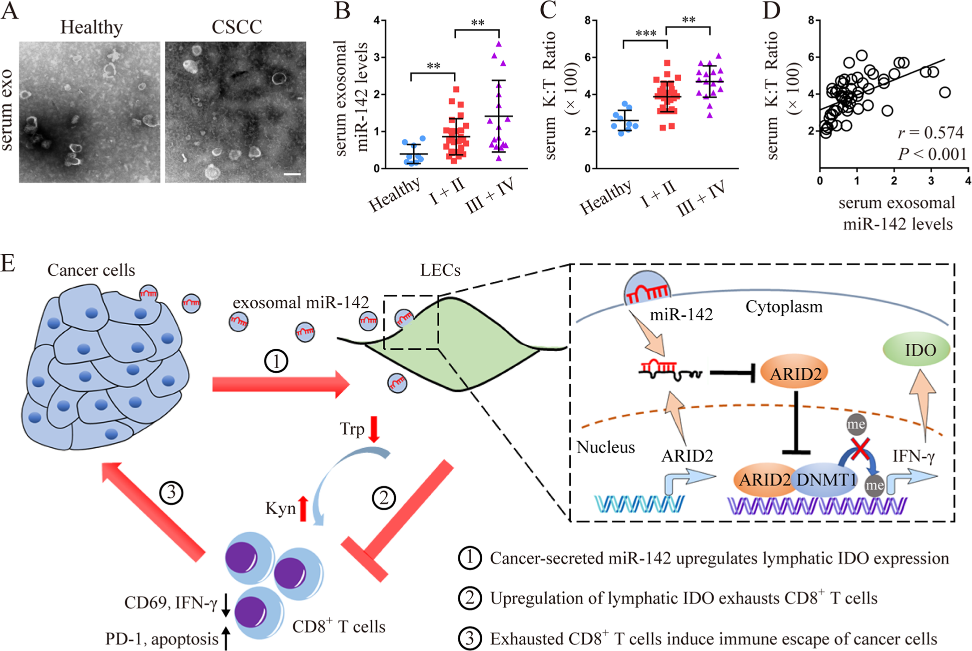 Fig. 7: Serum exosomal miR-142-5p level correlates with systemic IDO activity and clinicopathological progression in patients with CSCC.