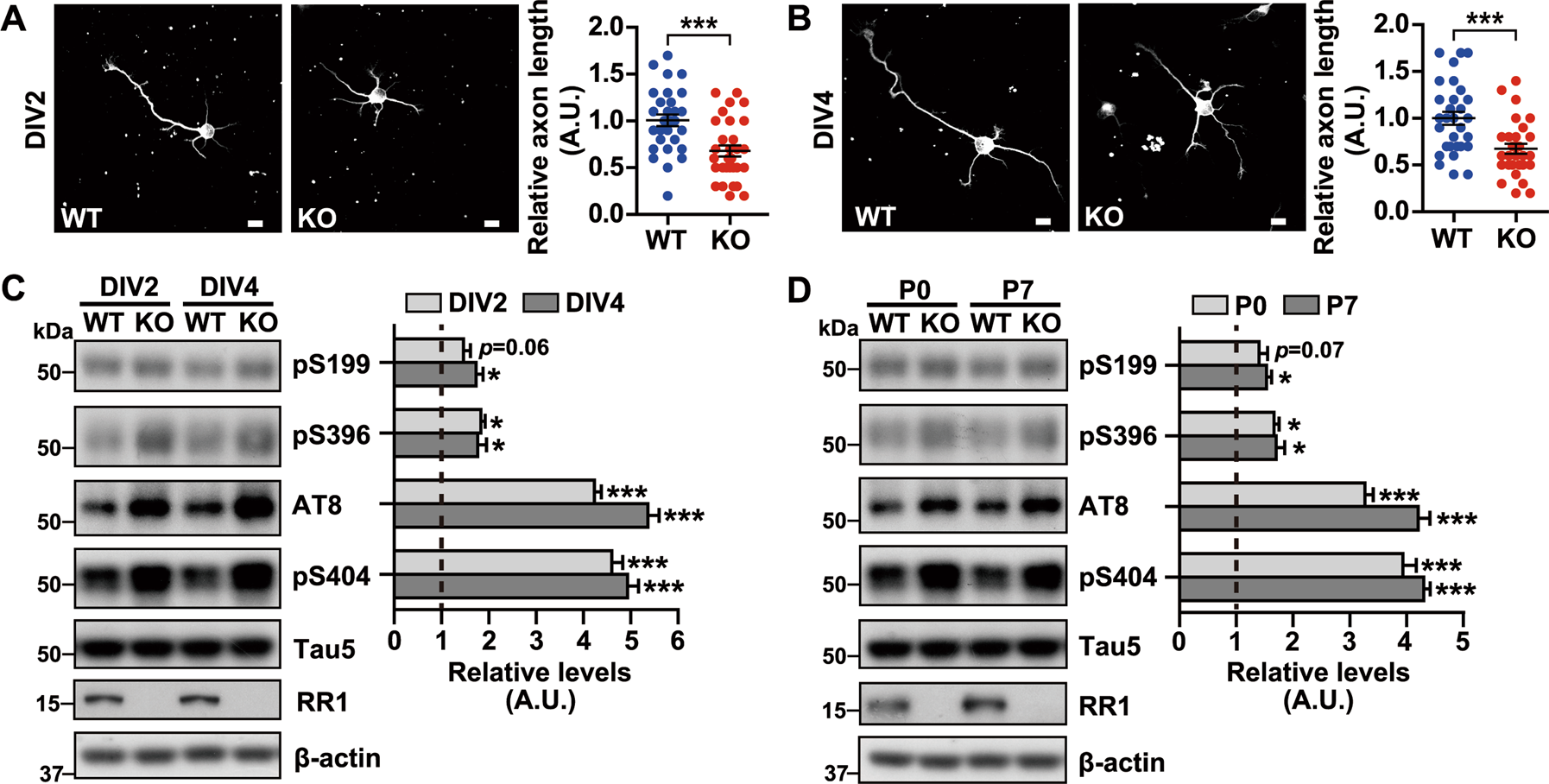 Rps23rg1 Modulates Tau Phosphorylation And Axon Outgrowth Through Regulating P35 Proteasomal Degradation Cell Death Differentiation