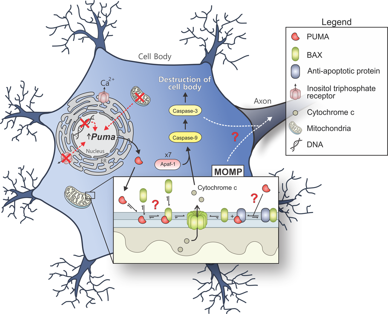 Neuronal cell life, death, and axonal degeneration as regulated by the  BCL-2 family proteins | Cell Death & Differentiation