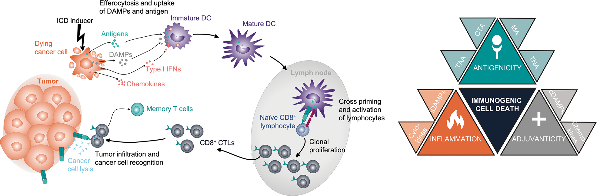 The Intrinsic Immunogenic Properties Of Cancer Cell Lines Immunogenic Cell Death And How These Influence Host Antitumor Immune Responses Cell Death Differentiation