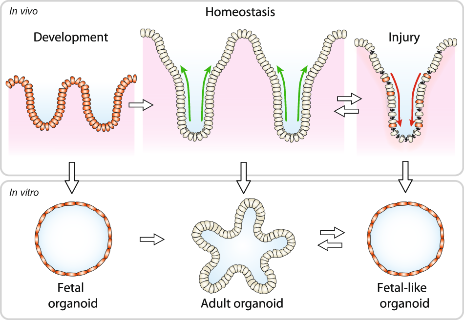Organoid-based modeling of intestinal development, regeneration, and repair