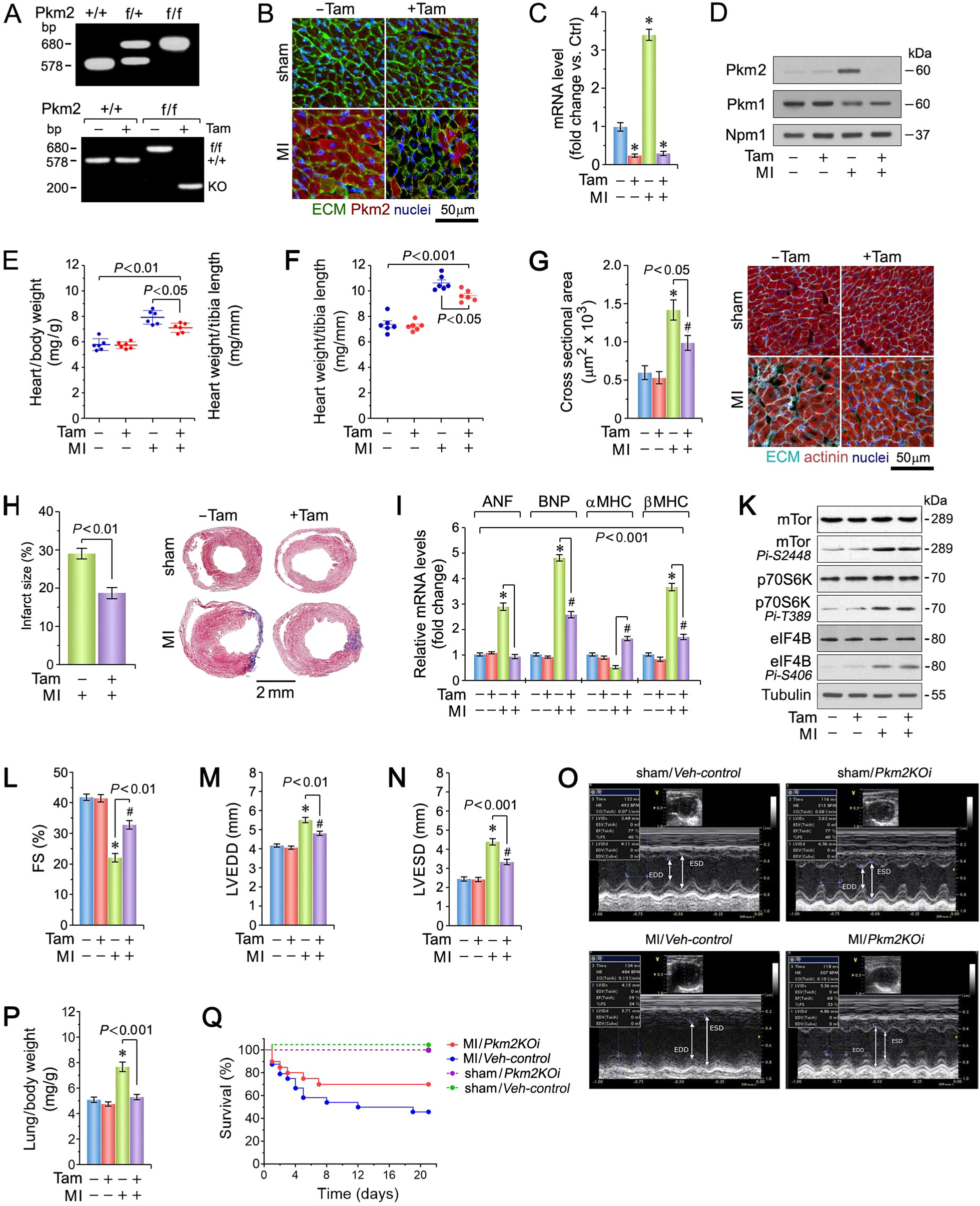 Inhibiting the Pkm2/b-catenin axis drives in vivo replication of adult  cardiomyocytes following experimental MI | Cell Death & Differentiation