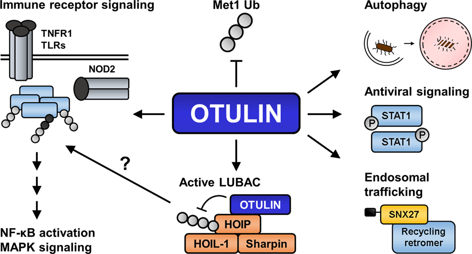 Ubiquitin Dependent And Independent Functions Of Otulin In Cell Fate Control And Beyond Cell Death Differentiation