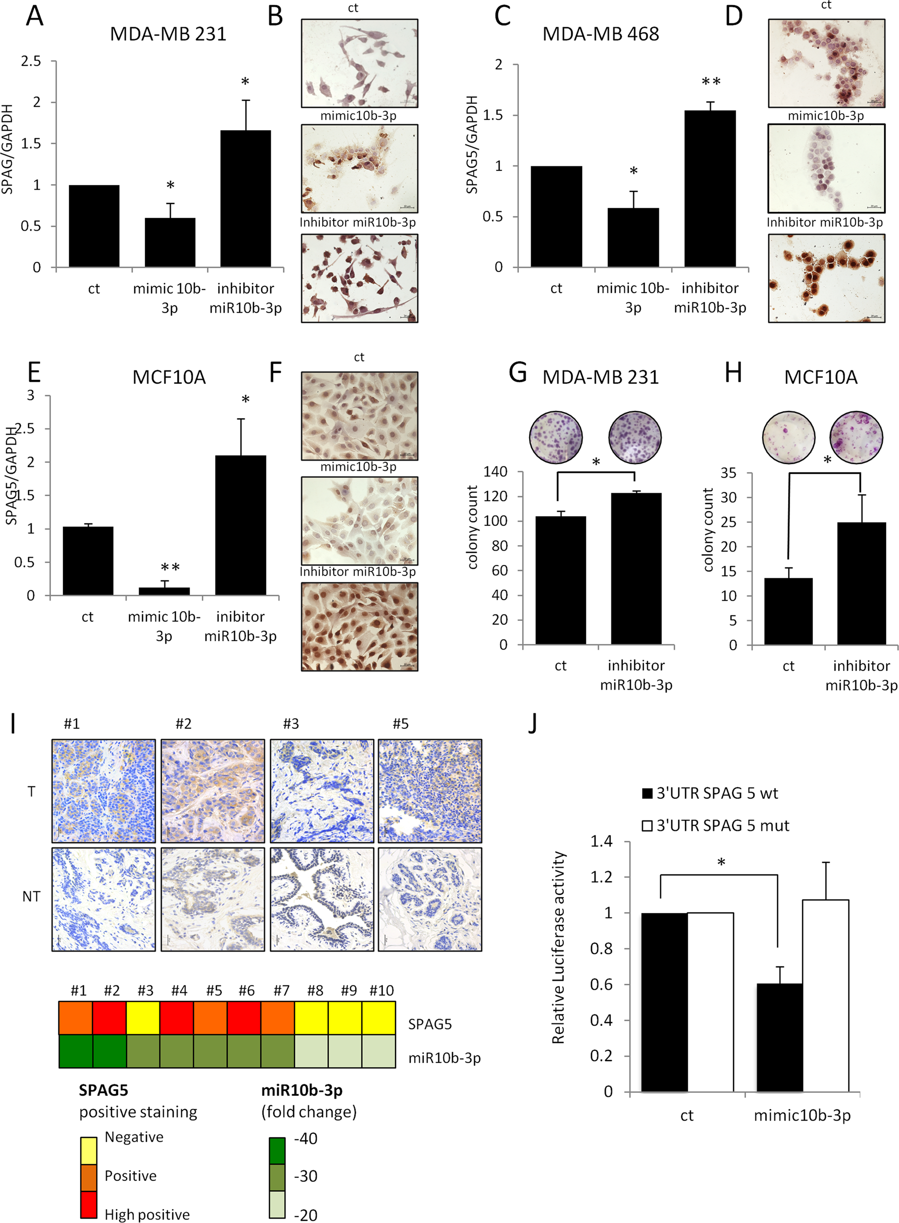 Fig. 2: miR-10b-3p affects SPAG5 expression by binding on 3’UTR.