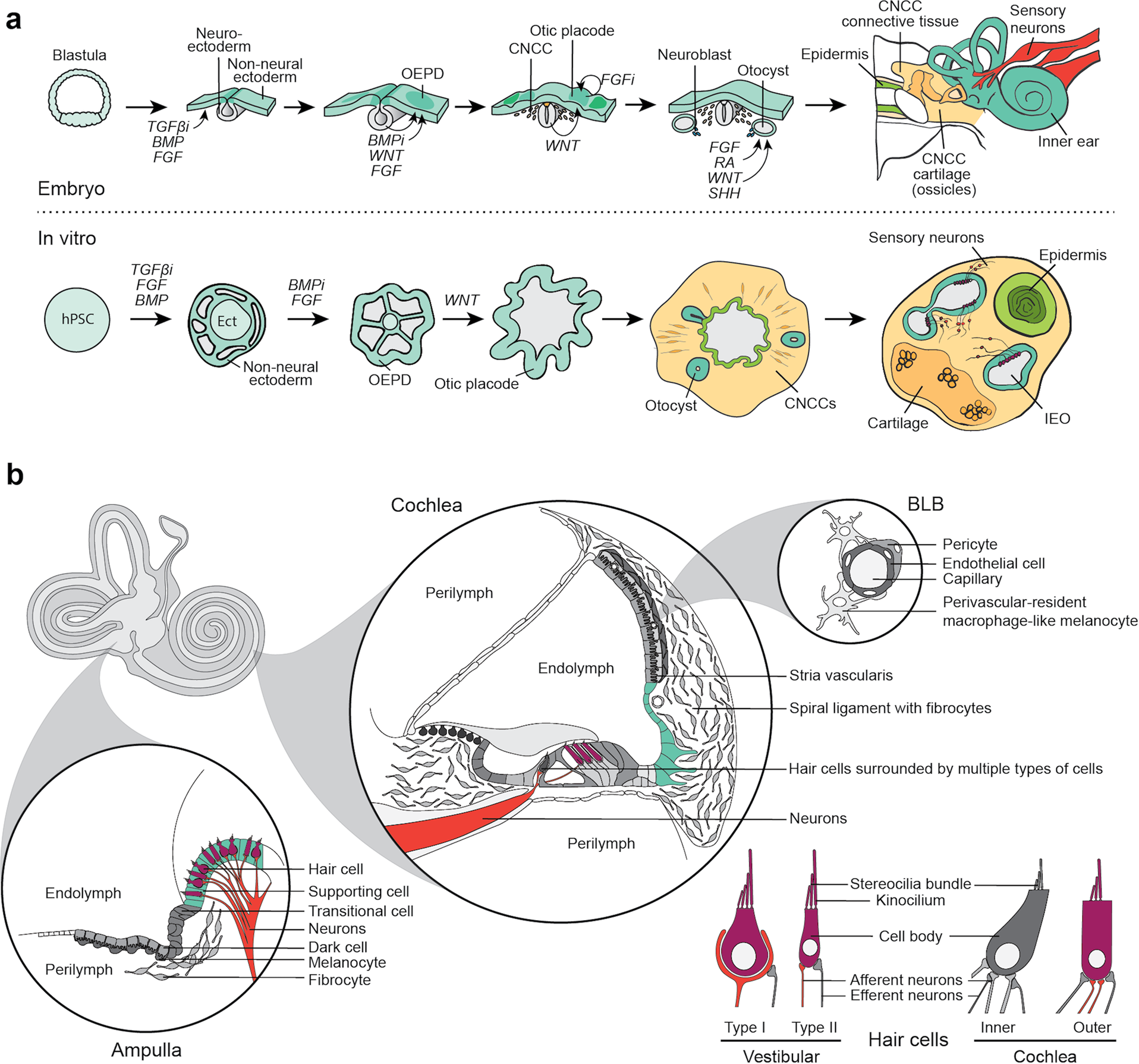 Building inner ears: recent advances and future challenges for in vitro  organoid systems