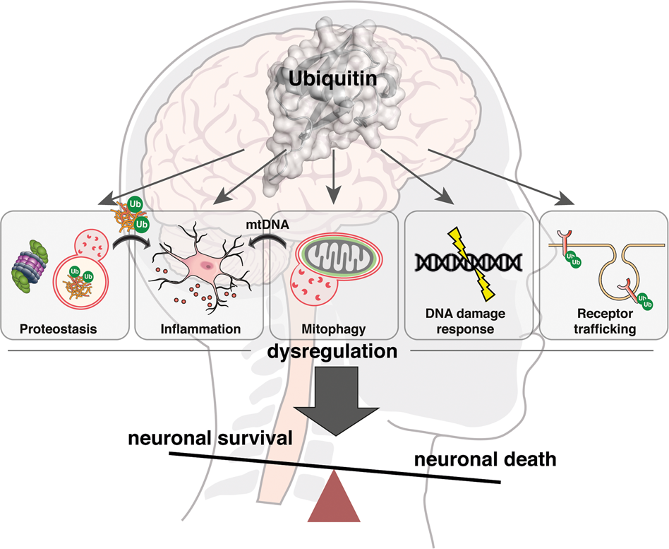 Ubiquitin signalling in neurodegeneration: mechanisms and therapeutic opportunities | Cell Death & Differentiation