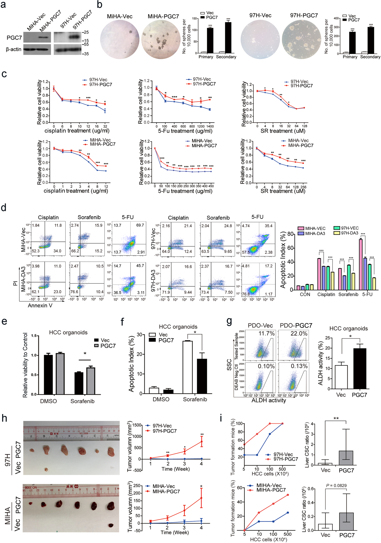 Fig. 2: PGC7 regulates HCC oncogenic dedifferentiation both in vitro and in vivo.