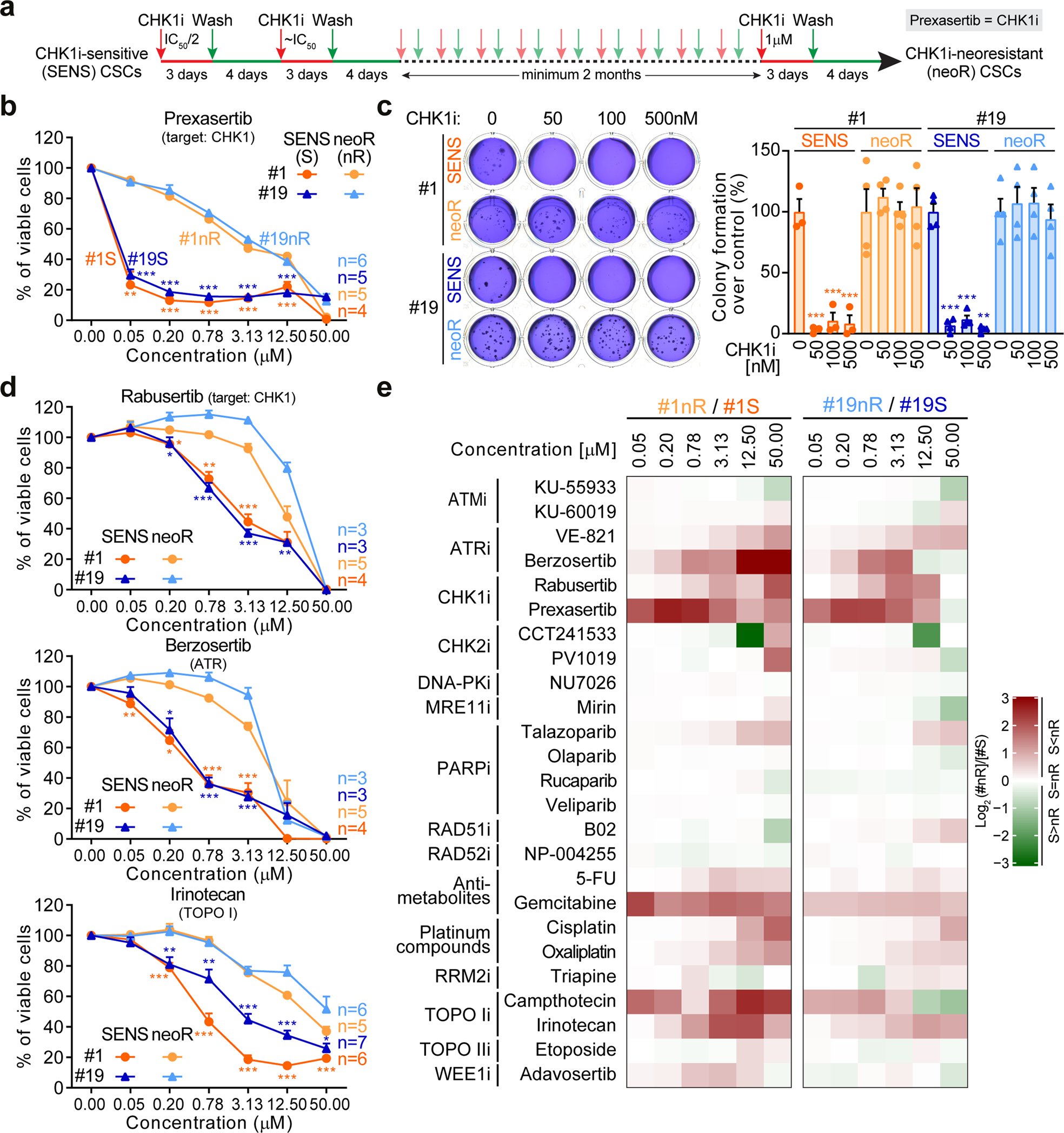 Control Of Replication Stress And Mitosis In Colorectal Cancer Stem Cells Through The Interplay Of Parp1 Mre11 And Rad51 Cell Death Differentiation Control Of Replication Stress And Mitosis In Colorectal Cancer Stem Cells Through The Interplay Of Parp1 Mre11 And Rad51 Cell Death Differentiation