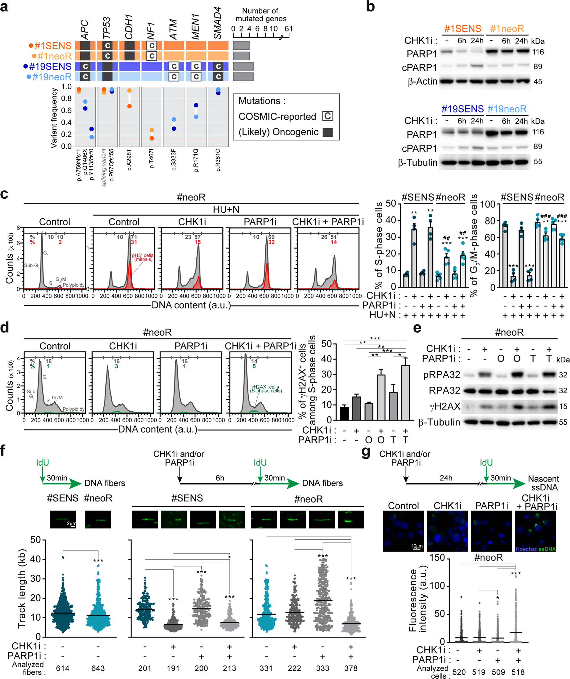 Fig. 3: PARP1 is upregulated and modulates DNA replication speed in neoR-CRC-SCs.