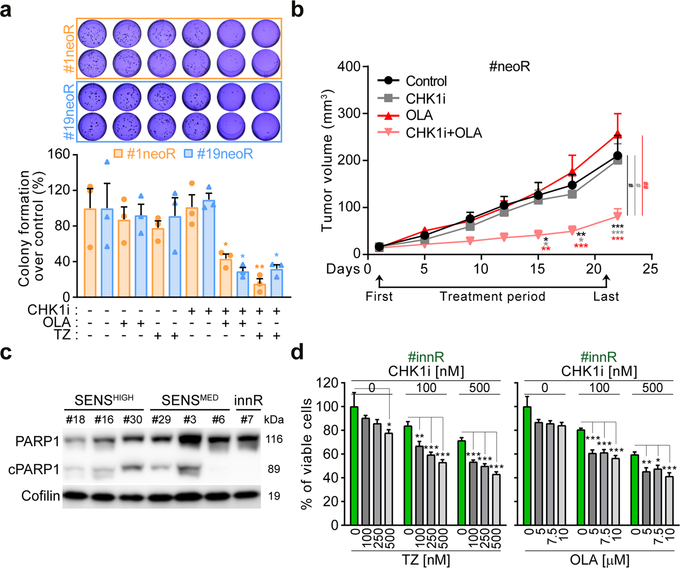 Fig. 5: PARP1 inhibition boosts the in vivo and anticlonogenic effect of CHK1 inhibitors in CRC-SCs.