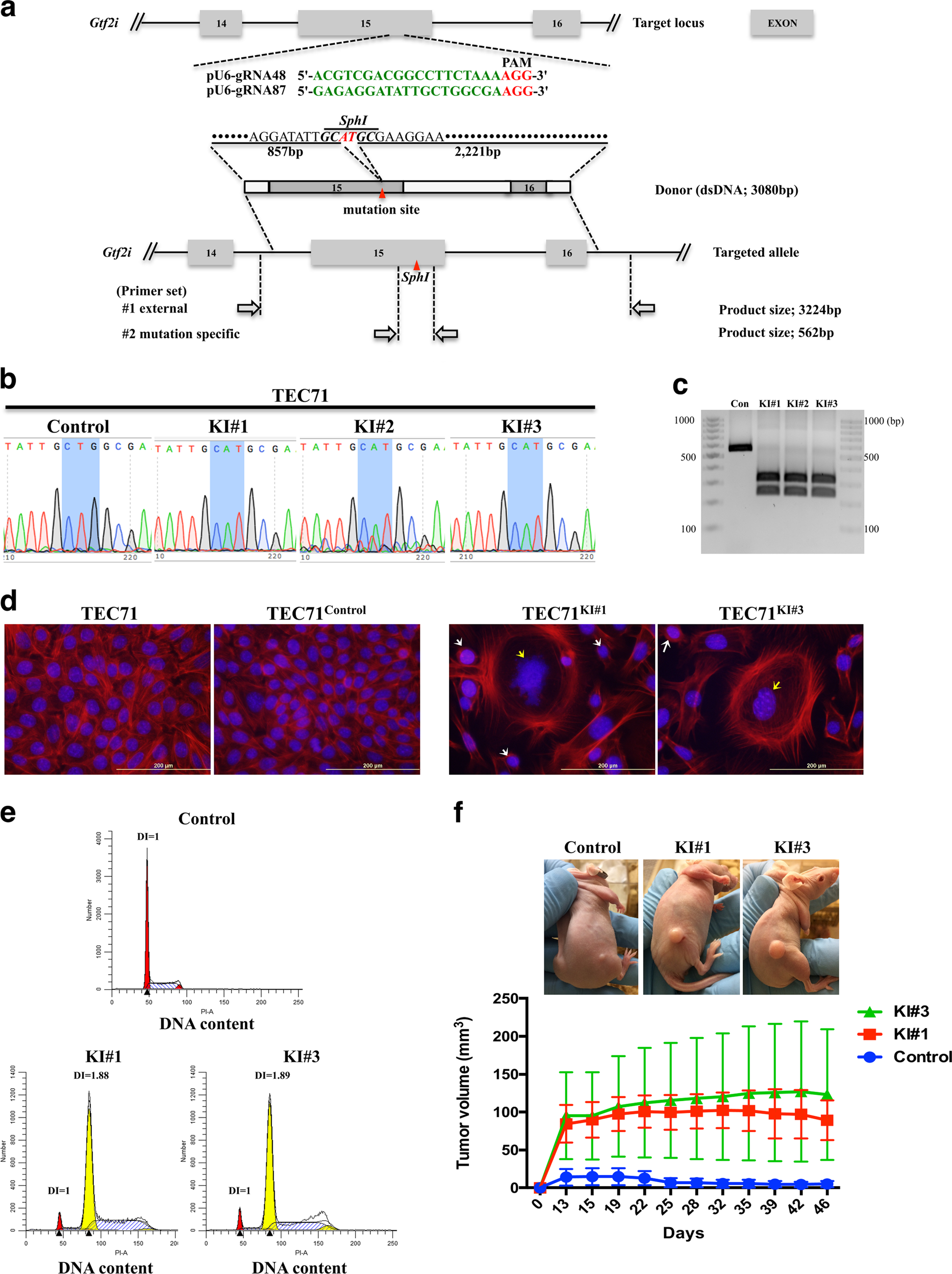 Mutant GTF2I induces cell transformation and metabolic alterations in  thymic epithelial cells | Cell Death & Differentiation
