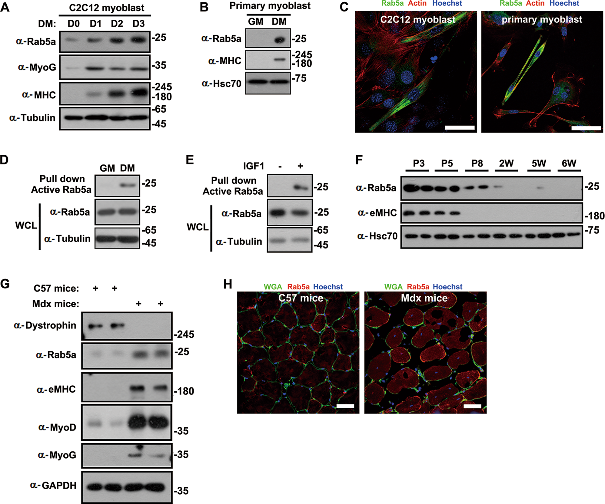 Myanime Wallpaper Cong Ming De Yi Xiu Wallpaper