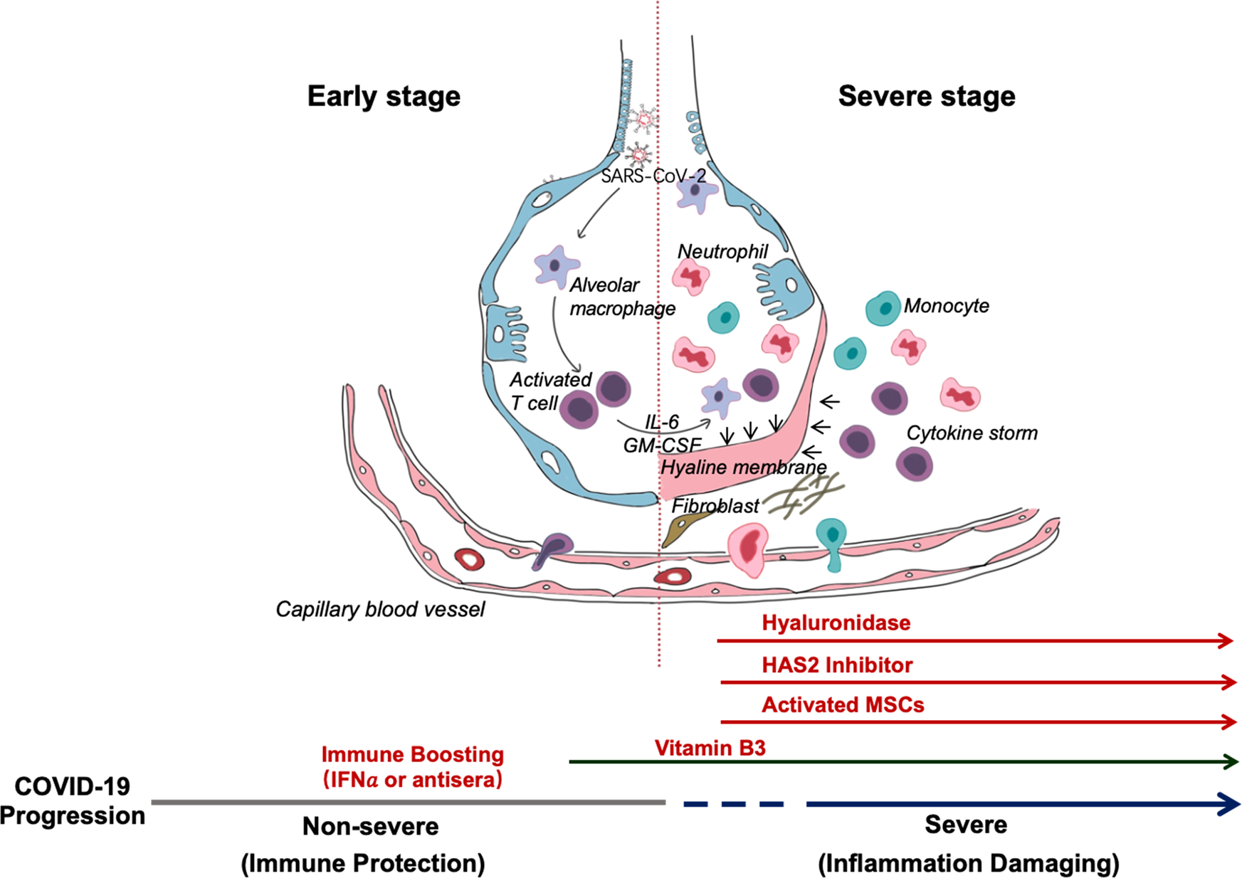 COVID-19 infection: the perspectives on immune responses | Cell ...