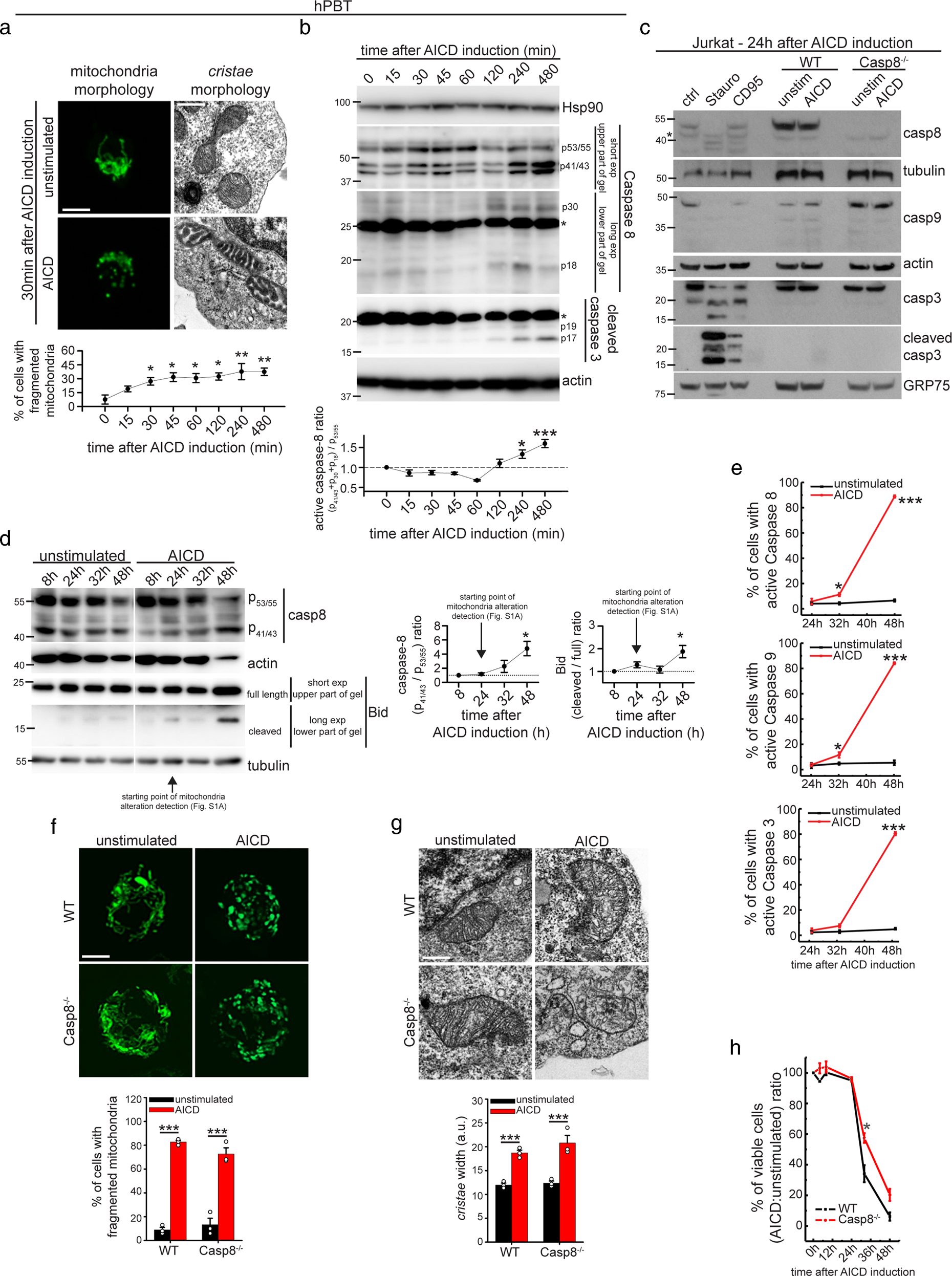 Fig. 1: Caspase-8-dependent extrinsic cell death pathway is not involved in early AICD events.