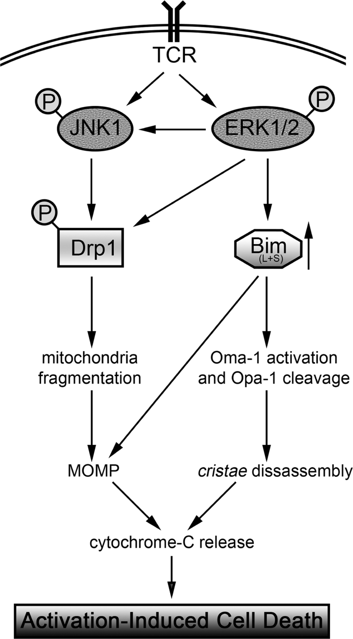 Fig. 7: Schematic representation of the molecular pathway leading to cell death on AICD.