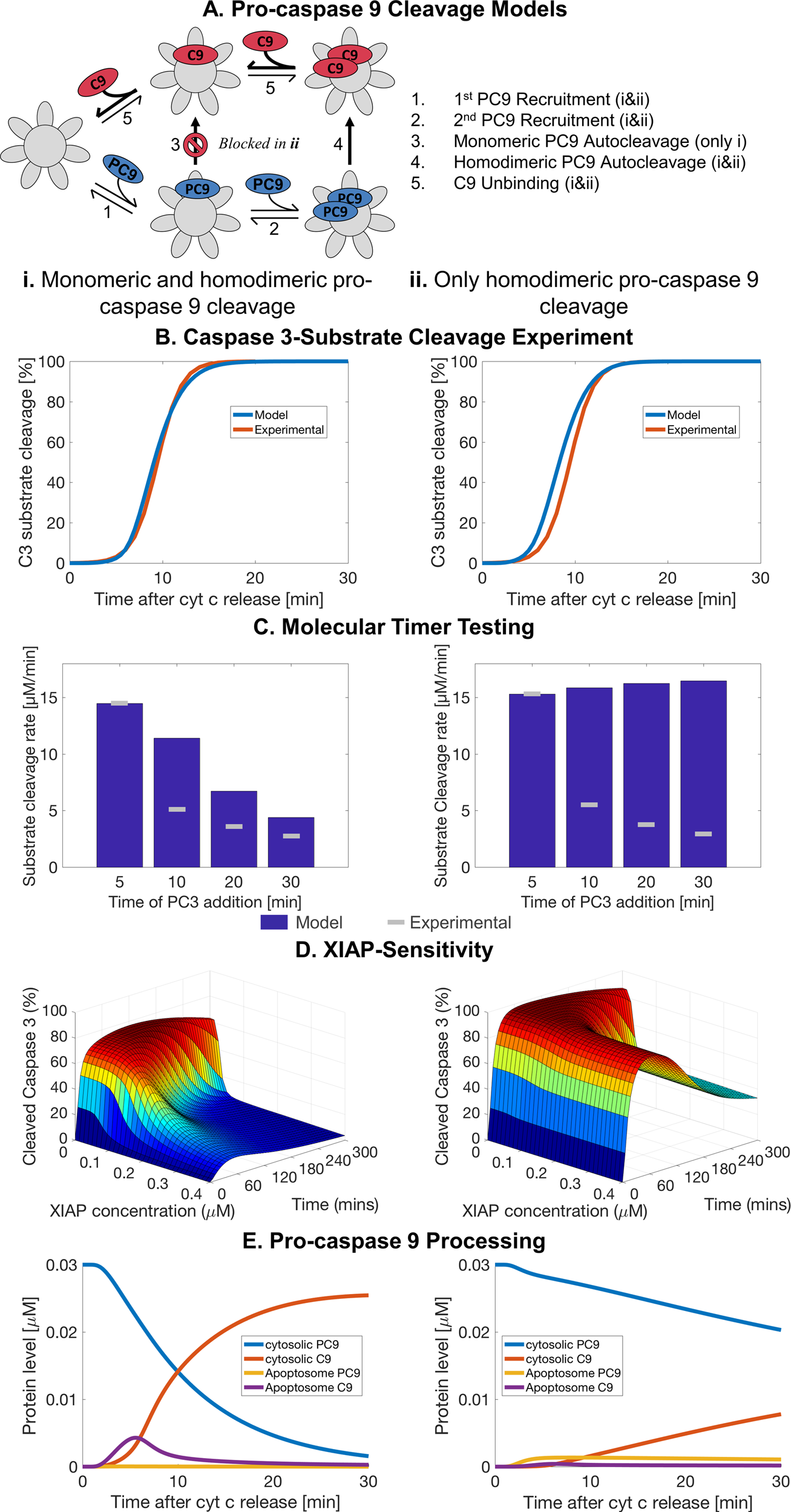 Fig. 1: Mathematical modelling of homodimerisation-mediated autocleavage fails to replicate the apoptosome molecular timer and XIAP-sensitivity.