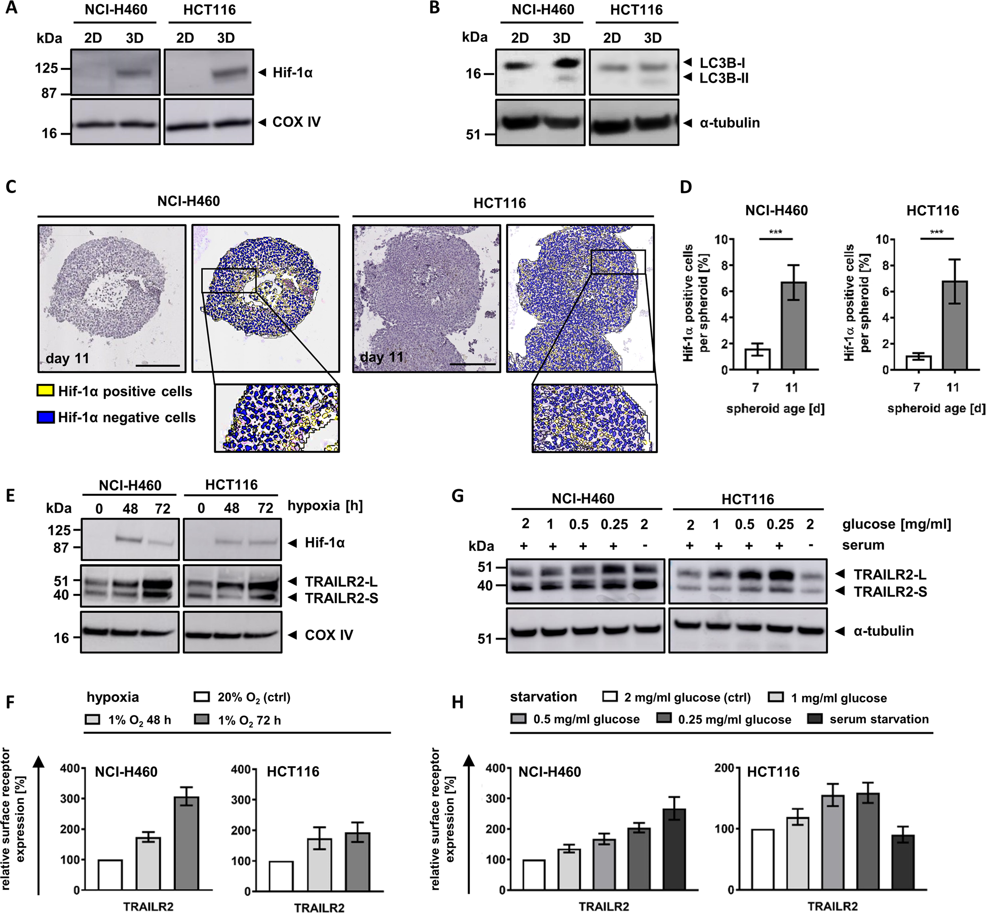Fig. 4: Oxygen and nutrient deprivation result in accumulation of TRAILR2.