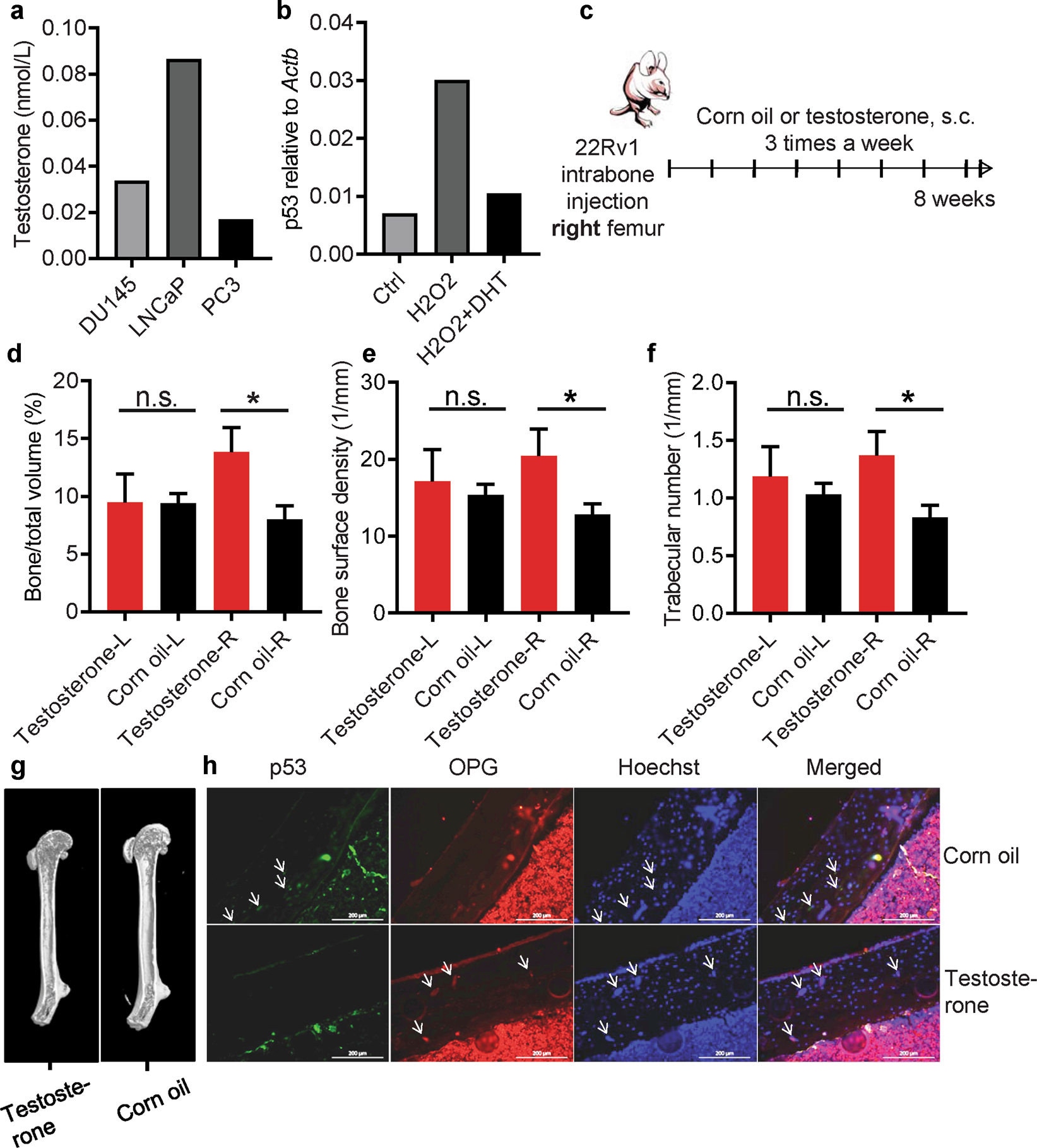 Fig. 5: Regulation on the p53/OPG axis by androgen promotes bone remodeling in prostate cancer.