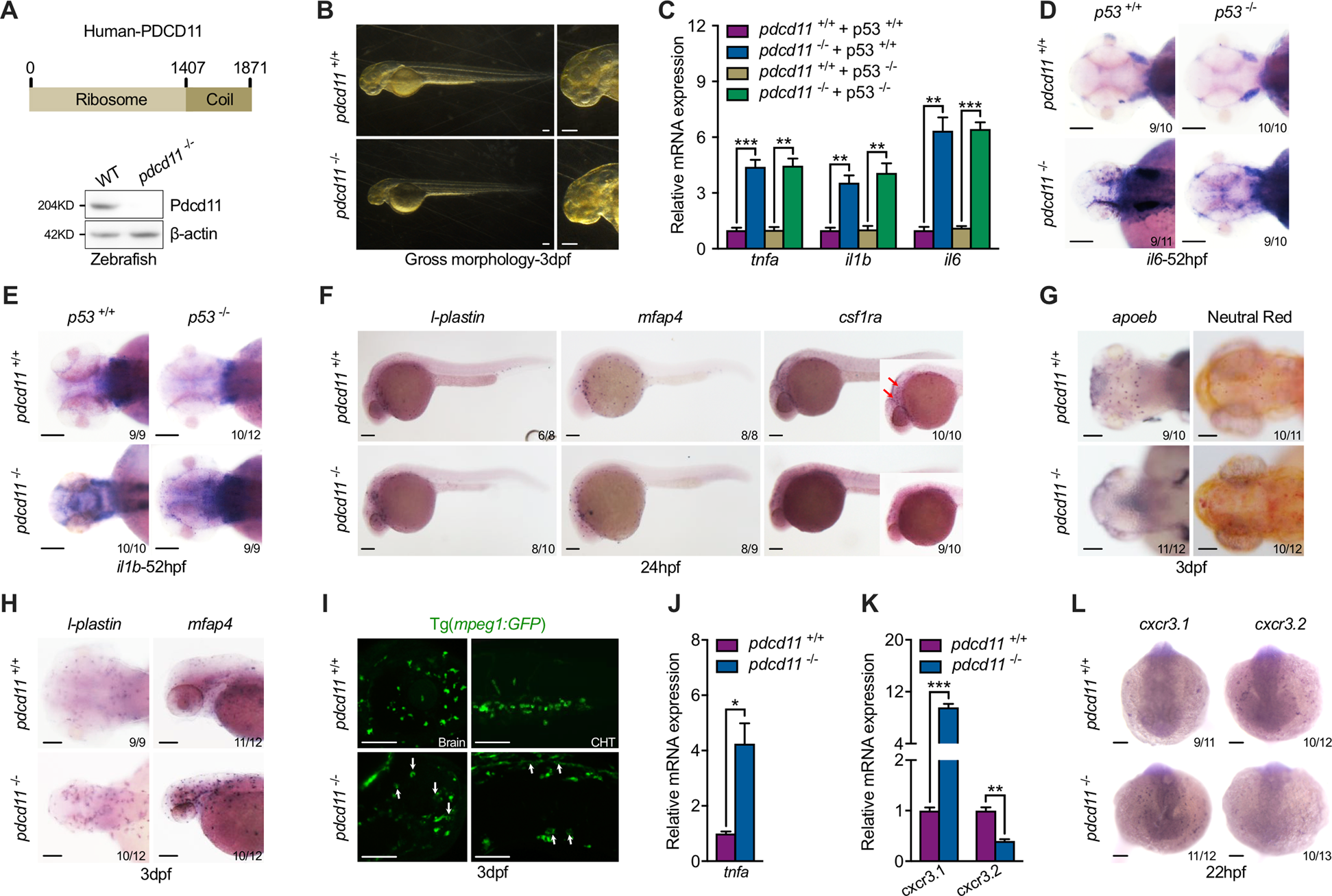 Yolk sac-derived Pdcd11-positive cells modulate zebrafish microglia  differentiation through the NF-κB-Tgfβ1 pathway | Cell Death &  Differentiation