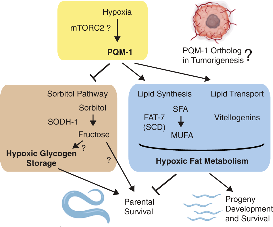 Metabolic adaptation to hypoxia: do worms and cancer cells share common metabolic responses to hypoxic stress? | Cell Death & Differentiation Metabolic adaptation to hypoxia: do worms and cancer cells share common metabolic responses to hypoxic stress? | Cell Death & Differentiation