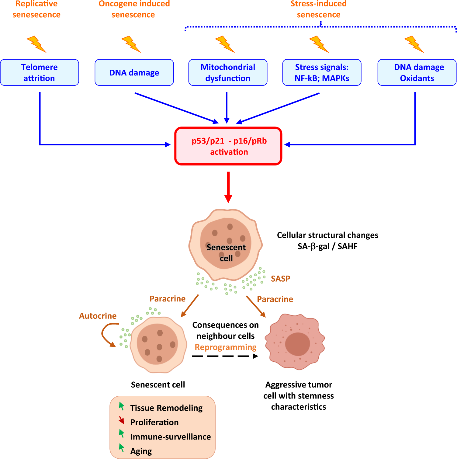 Beyond DNA repair and chromosome instability—Fanconi anaemia as a cellular  senescence-associated syndrome | Cell Death & Differentiation