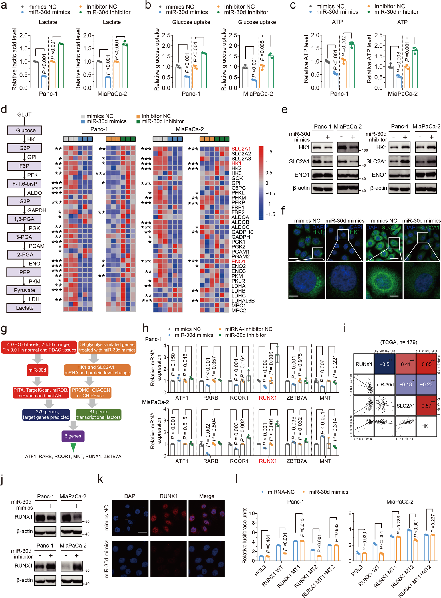 Fig. 4: miR-30d suppresses glycolysis by inhibiting downstream SLC2A1 and HK1 via directly targeting RUNX1.