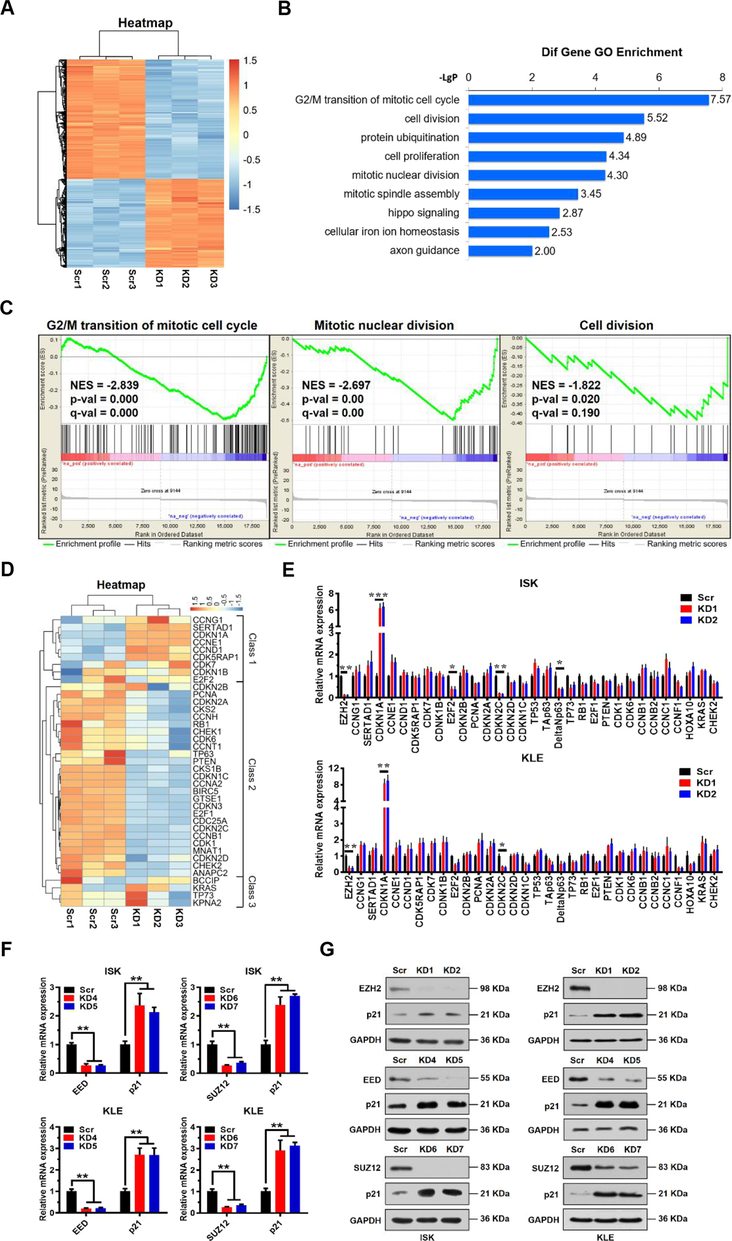 Fig. 2: Identification of p21 as an indirect target of EZH2.