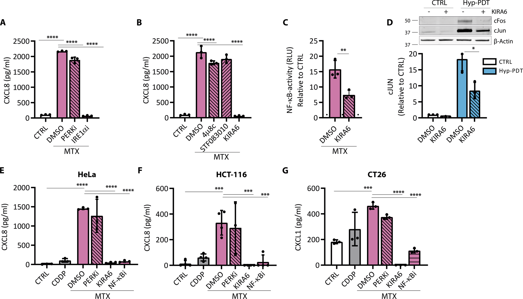 Fig. 4: The IRE1α kinase inhibitor KIRA6 blunts CXCL8 production after immunogenic treatment.