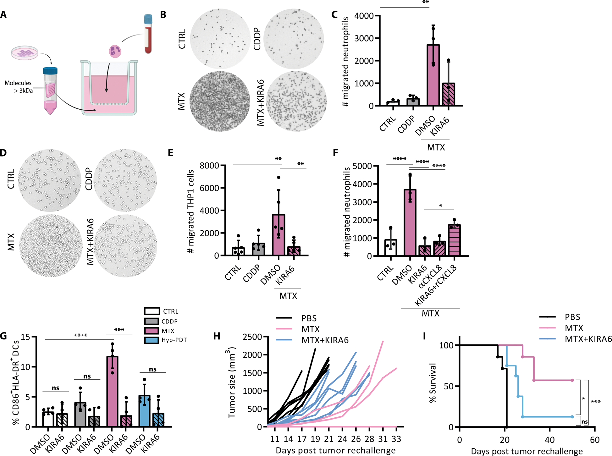 Fig. 5: KIRA6 affects the immunogenicity of chemotherapy.