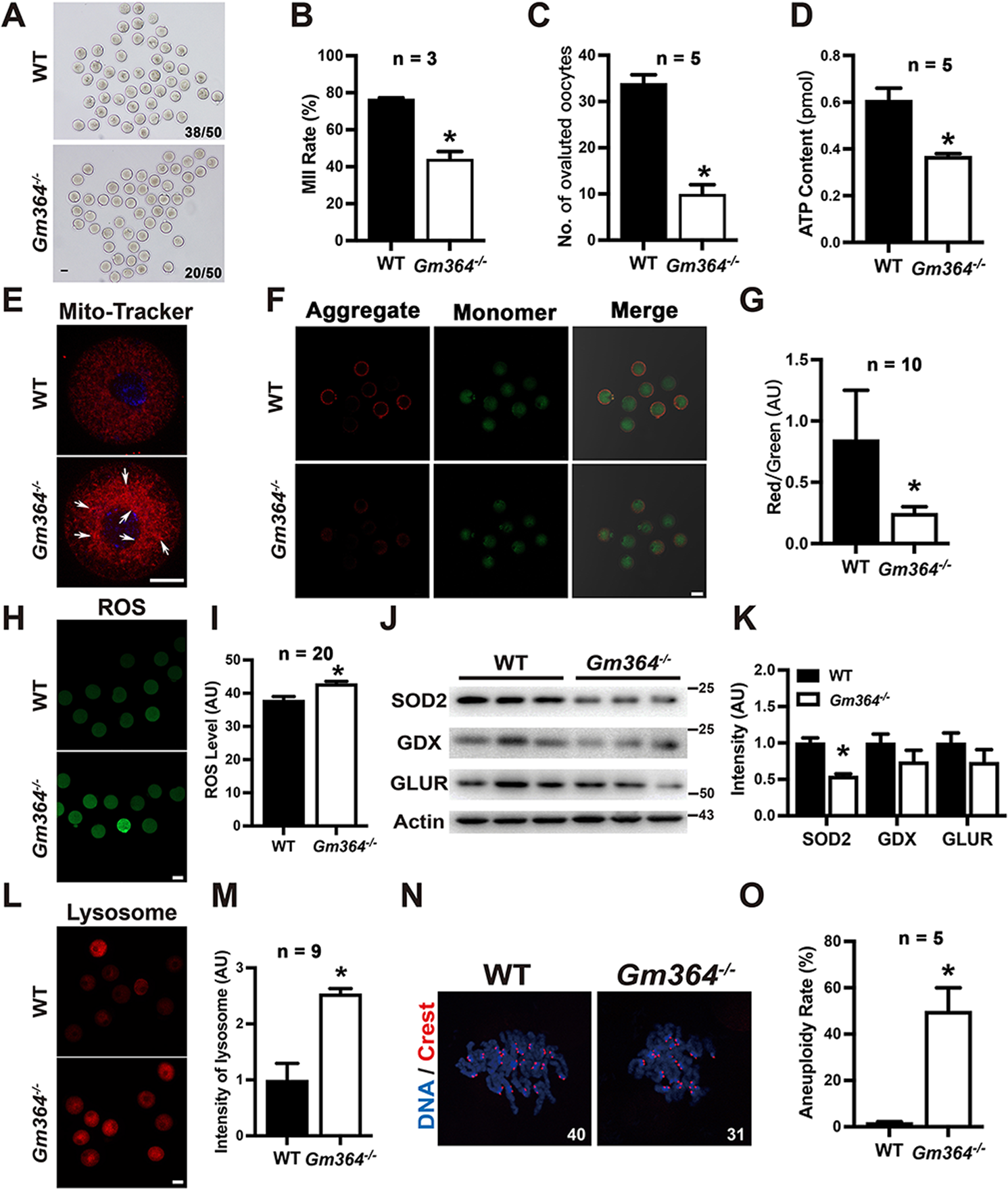 Fig. 2: Gm364 is essential for oocyte quality.