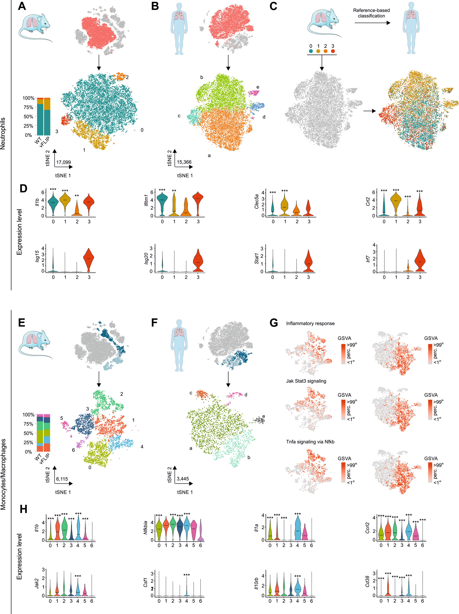 Fig. 4: Unbiased comparison between lung-infiltrating cells of vFLIP mice and BAL-derived immune cells obtained from COVID-19 patients.