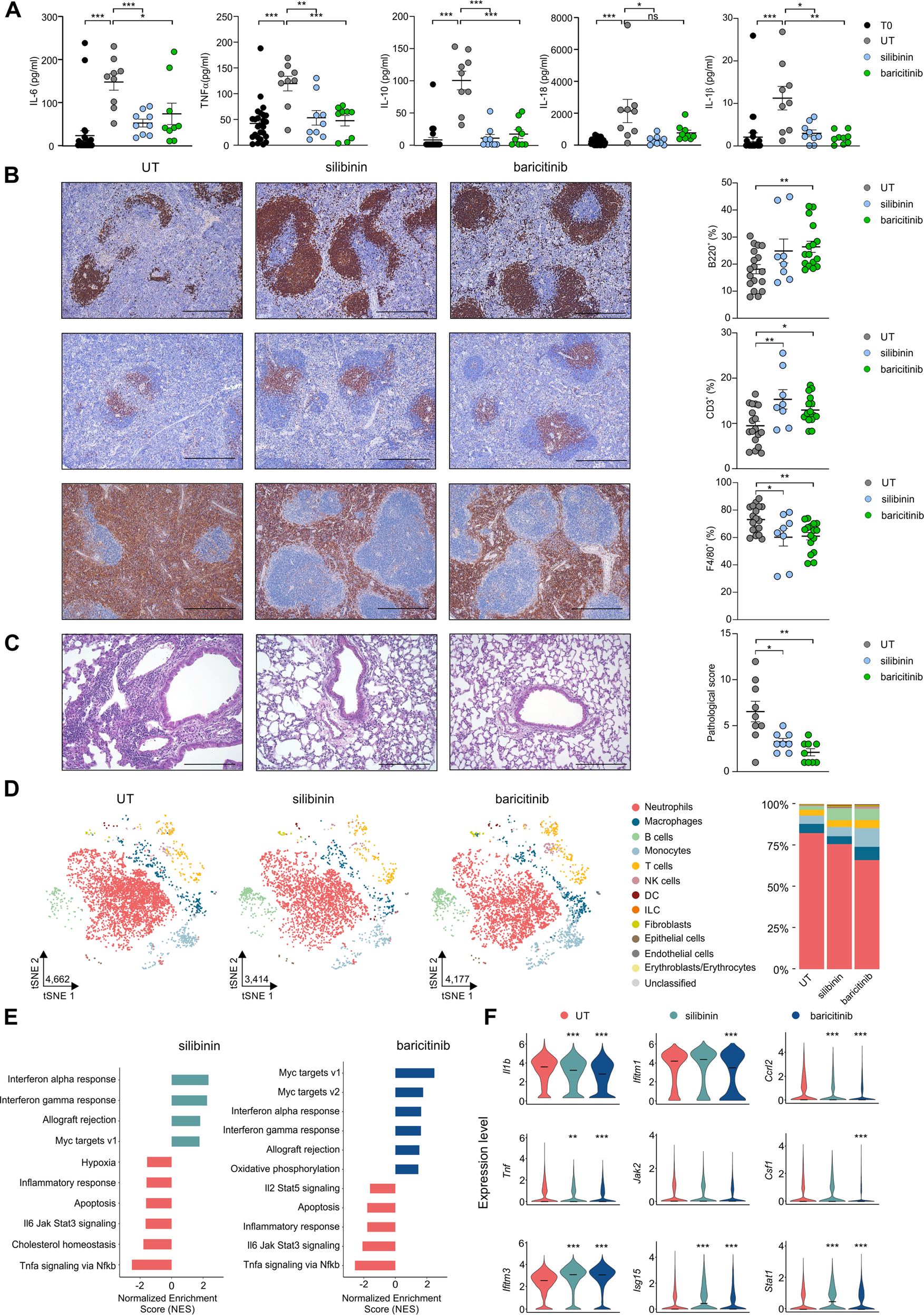 Fig. 5: STAT3 pharmacological targeting reduces lung damage and immune dysfunctions in vFLIP mice.