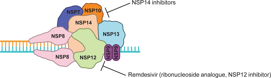 Fig. 5: NSP14/10 inhibition as a therapeutic approach.