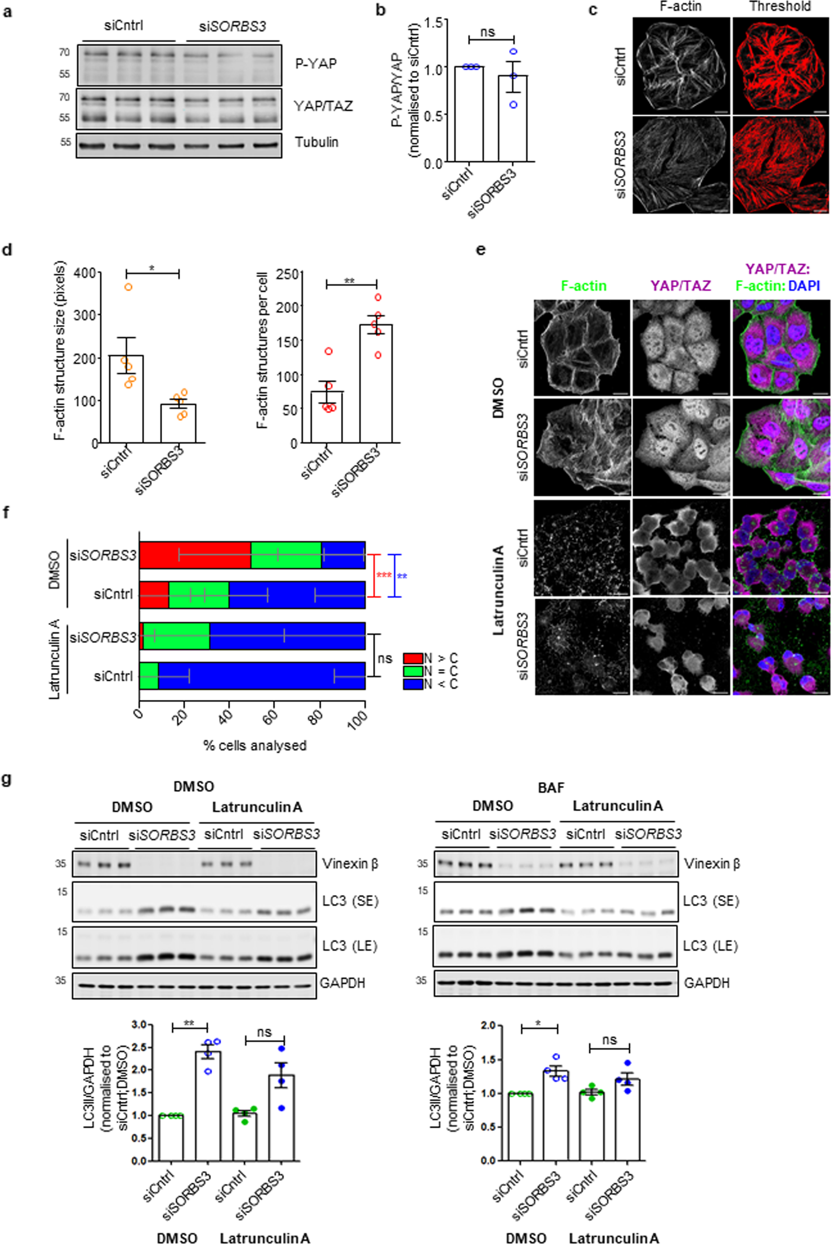Fig. 3: Vinexin depletion upregulates YAP/TAZ through a Hippo pathway-independent, filamentous actin-dependent mechanism.