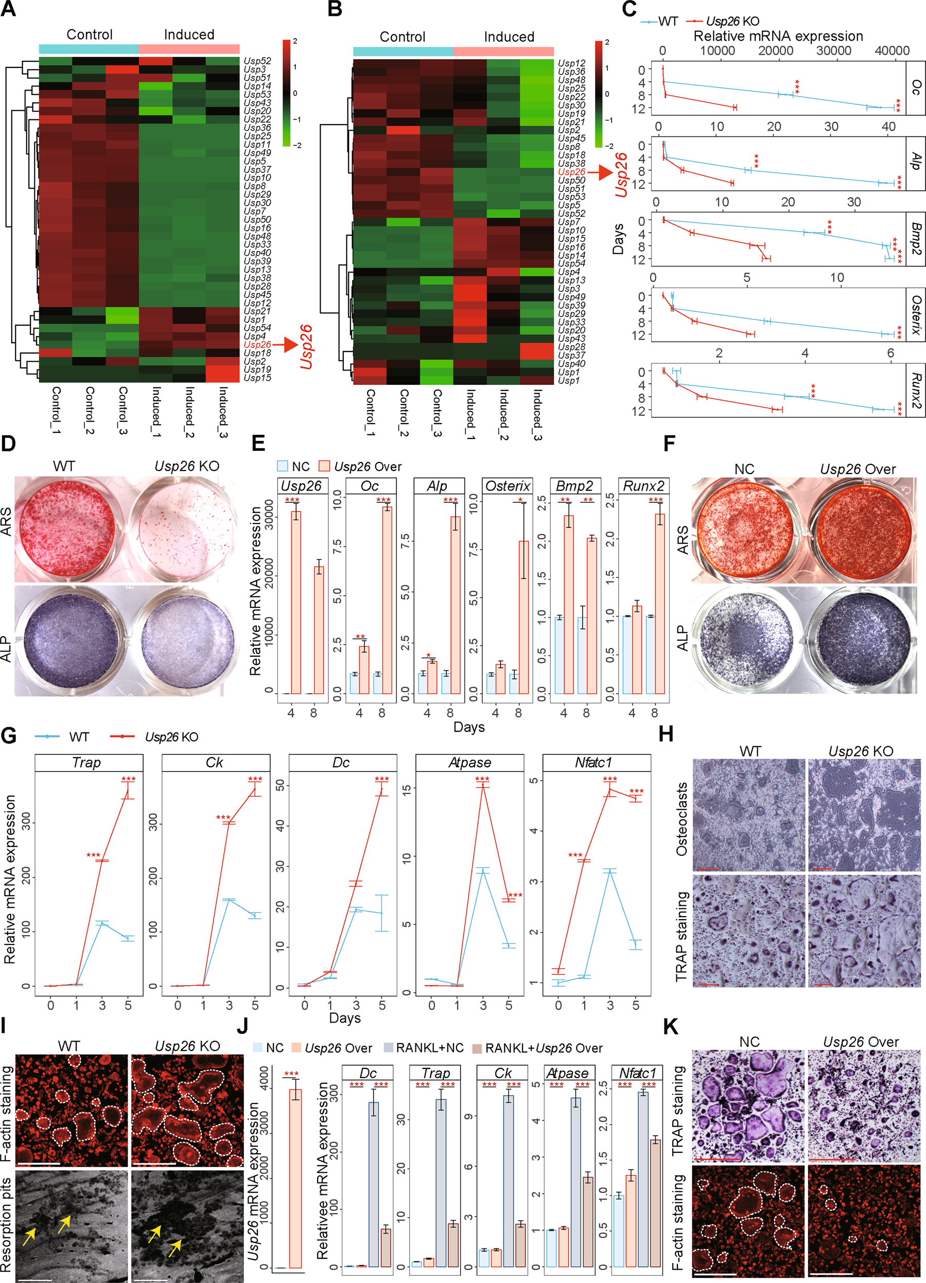 the-osteoprotective-role-of-usp26-in-coordinating-bone-formation-and-resorption-cell-death-differentiation