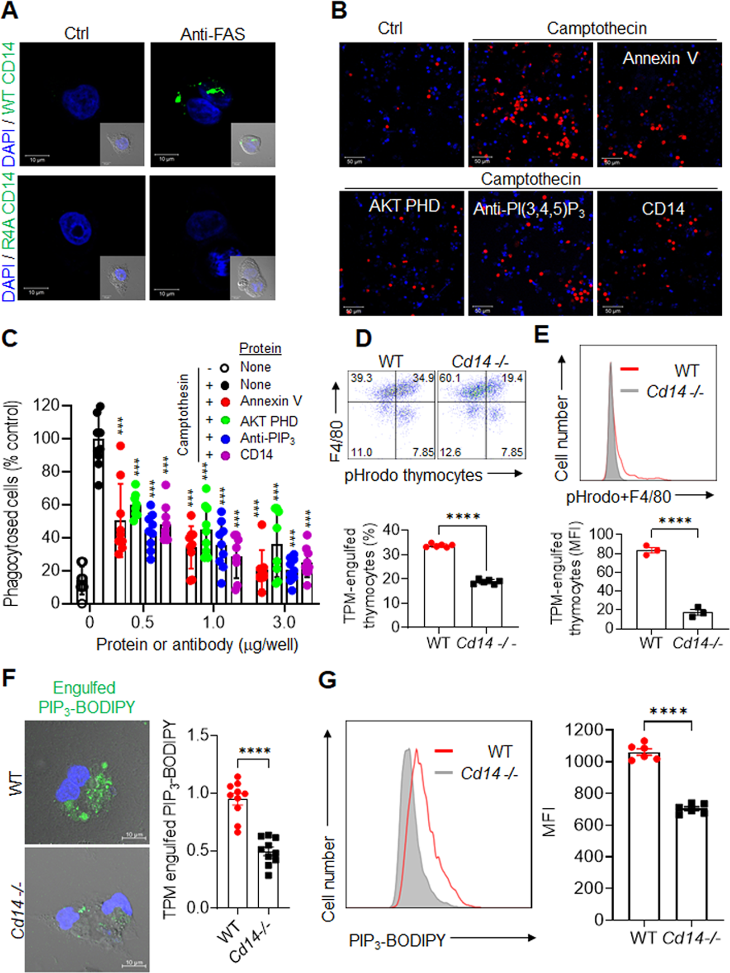 Fig. 3: PIP externalization and its role in phagocytosis.