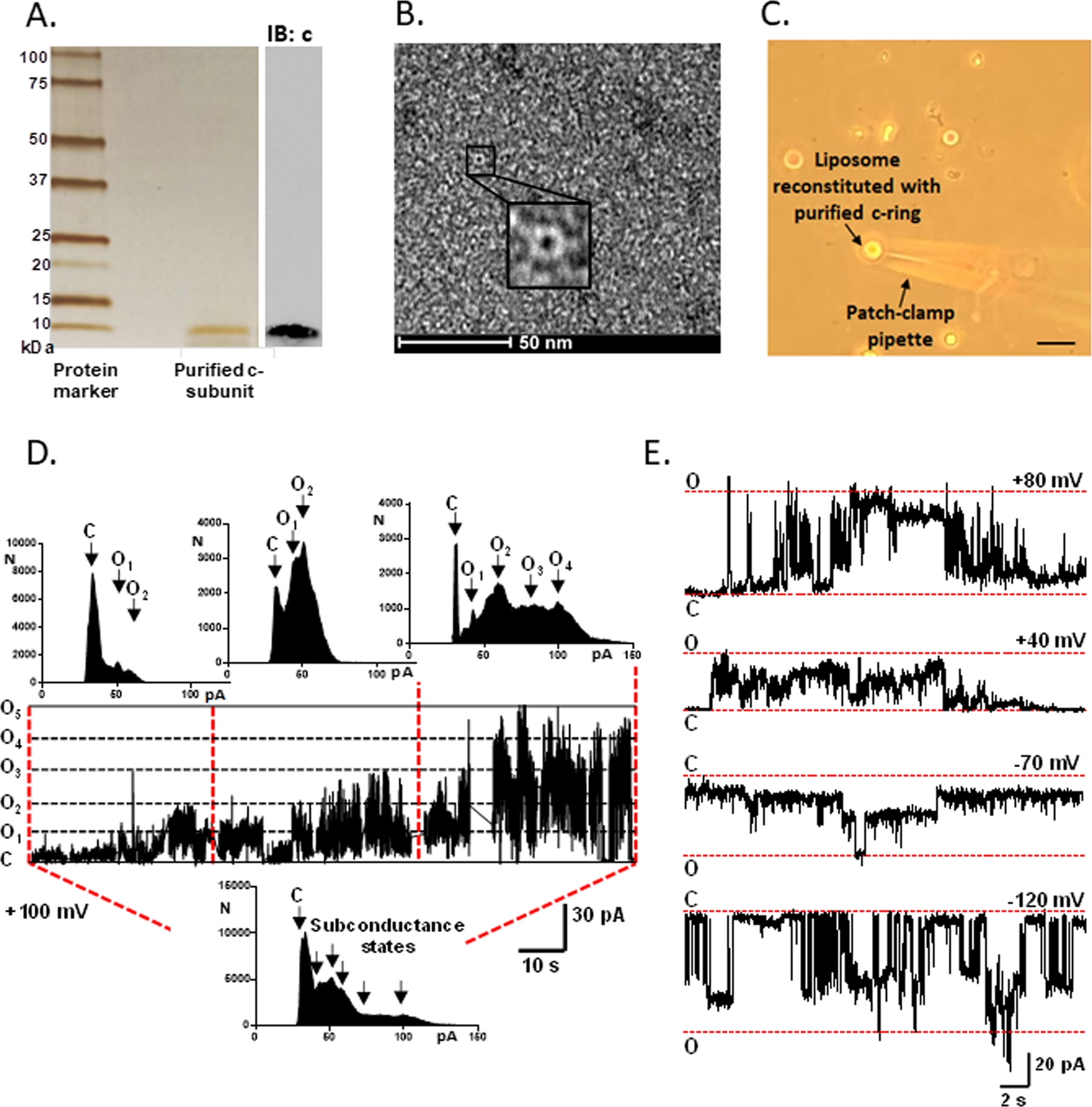 Mitochondrial ATP synthase c-subunit leak channel triggers cell death upon  loss of its F1 subcomplex