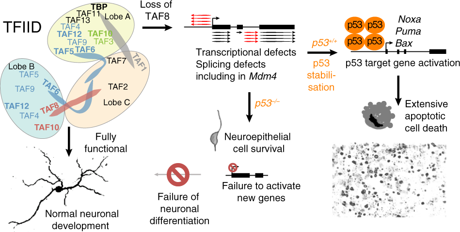 Loss of TAF8 causes TFIID dysfunction and p53-mediated apoptotic neuronal  cell death | Cell Death & Differentiation