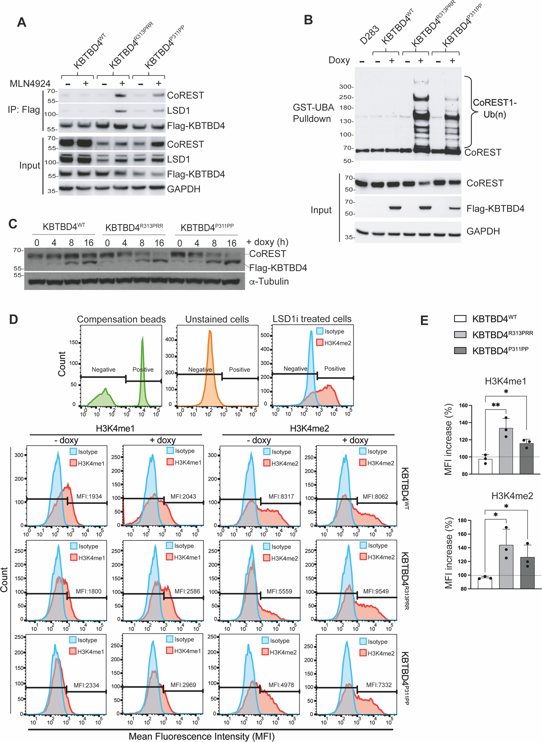 Fig. 2: Expression of KBTBD4 mutants in medulloblastoma cells promotes CoREST ubiquitylation and modifies epigenetic marks.