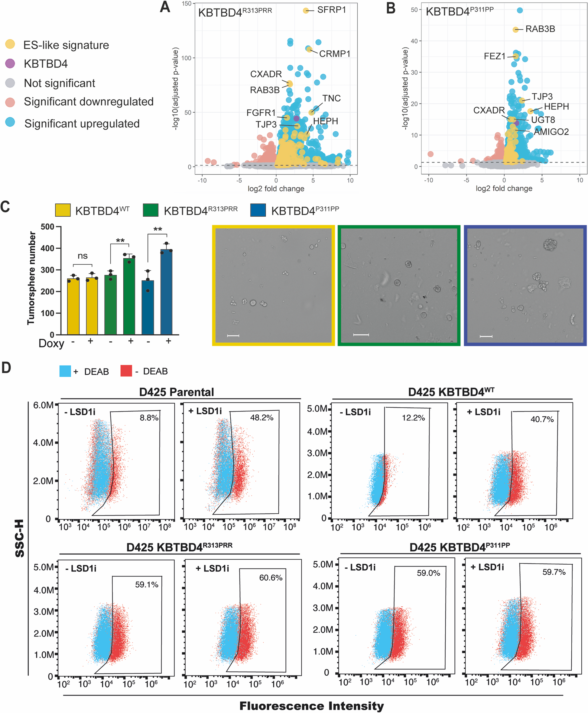 Fig. 4: Mutant KBTBD4 enhances stemness of medulloblastoma cells.